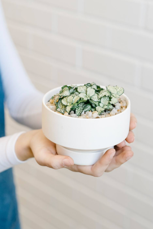 A white small Collector's Gro Pot by Angus & Celeste potted with a plant and being held in hand.