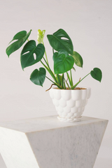 a white Jelly planter with a Mostera potted inside sitting on a white ledge. 