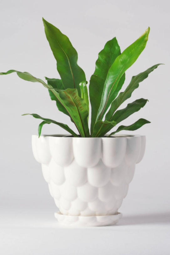 a white Jelly planter by Angus & Celeste planted with a fern against a white wall. 