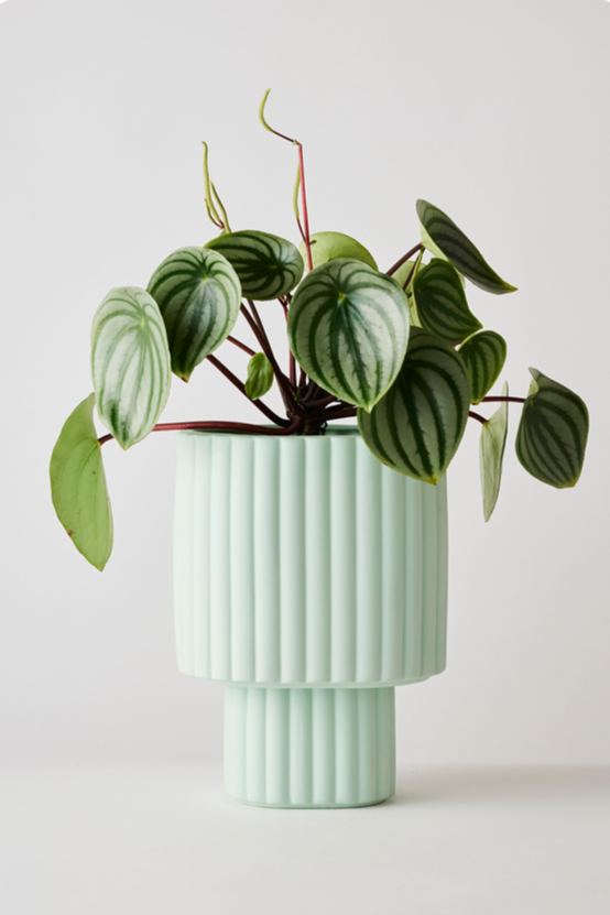 A Mint Modular Stack Planter by Angus & Celeste shown potted with watermelon Pepperomia.