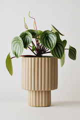 Sand colored Modular Stack planter by Angus & Celeste being shown potted with a watermelon Peppermia.