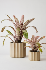 Sand colored Modular Stack planter by Angus & Celeste being shown with its base separated from the main pot and both potted with Vriesea plants