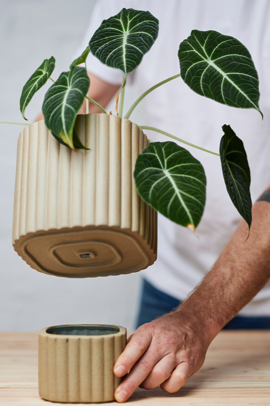 Sand colored Modular Stack planter by Angus & Celeste being shown with an Alocasia potted in the main pot and a person setting it on the smaller base.