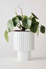 White colored Modular Stack planter by Angus & Celeste being shown potted with a watermelon Pepperomia