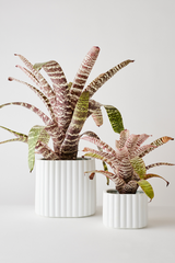 White colored Modular Stack planter by Angus & Celeste being shown with its top and base separated and both potted with Vriesea plants. 