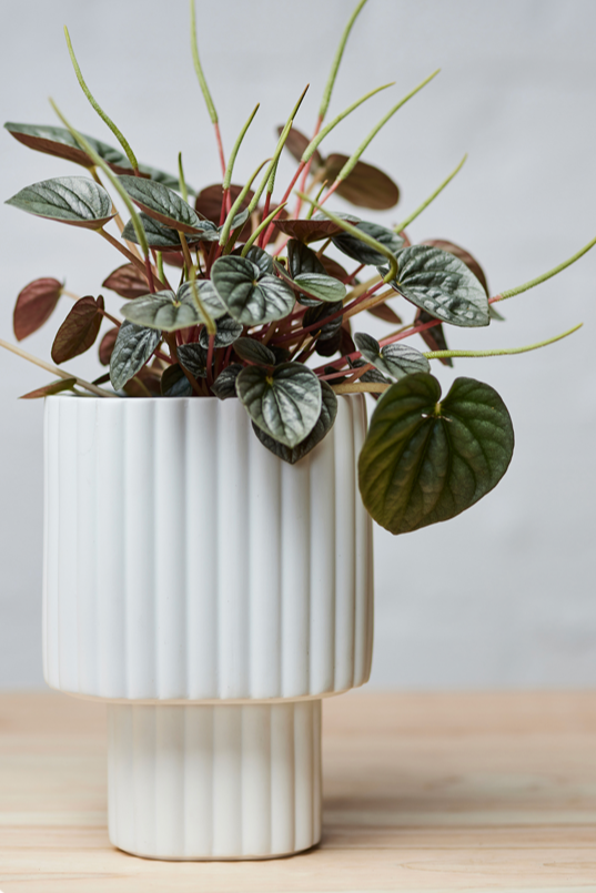 White colored Modular Stack planter by Angus & Celeste being shown potted with a burgundy colored plant.