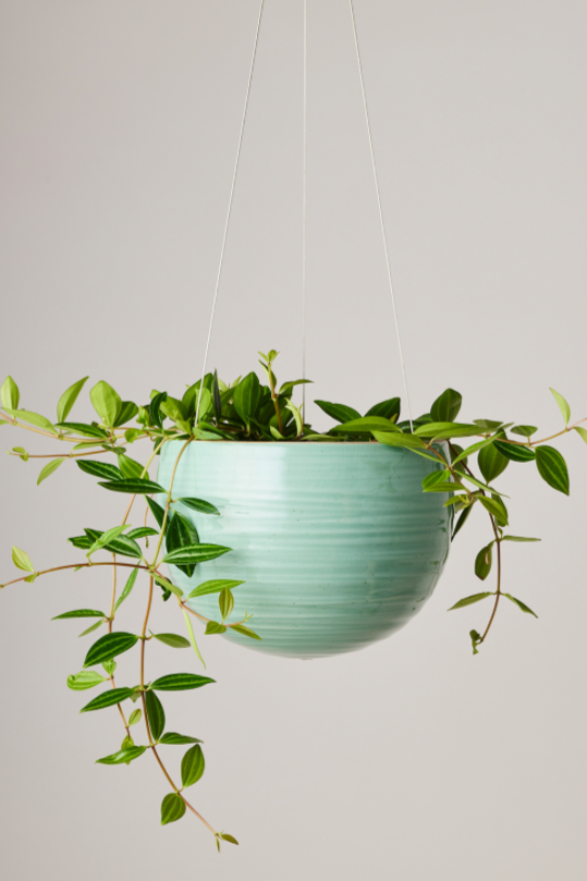 Spherical Hanging Planter
Celadon Green Crackle hanging with a plant potted inside.