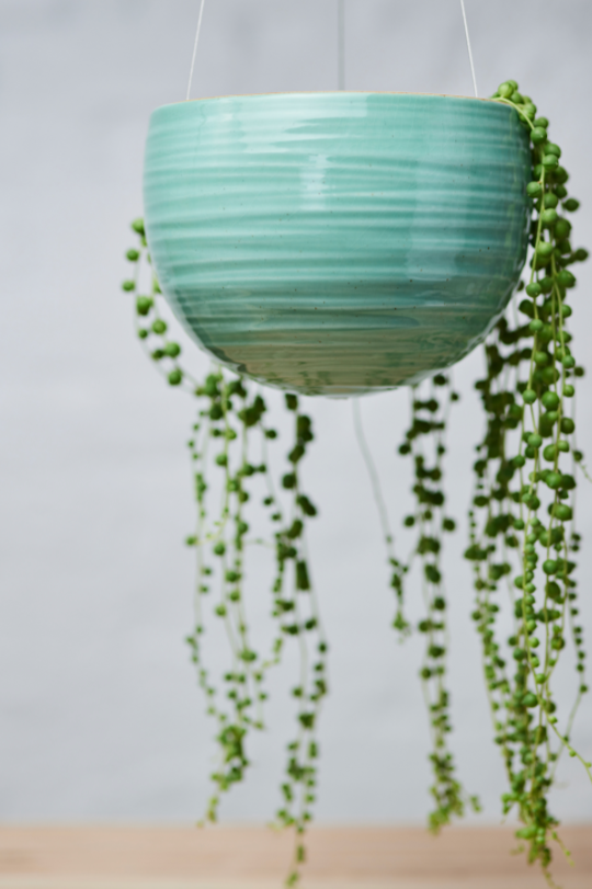 Spherical Hanging Planter
Celadon Green Crackle potted with a strings of pearls plant inside.