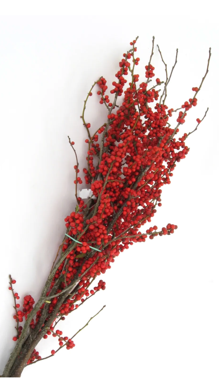 a bunch of red winterberry branches