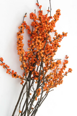 A group of Orange colored winterberry branches on a white background.