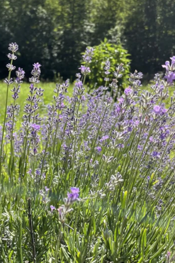 A field of Munstead lavender in bloom by Hudson Valley Seed Company