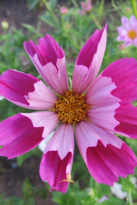 Sea Shells Comes flower up close with its two tone flower pink petals by Hudson Valley Seed Co.