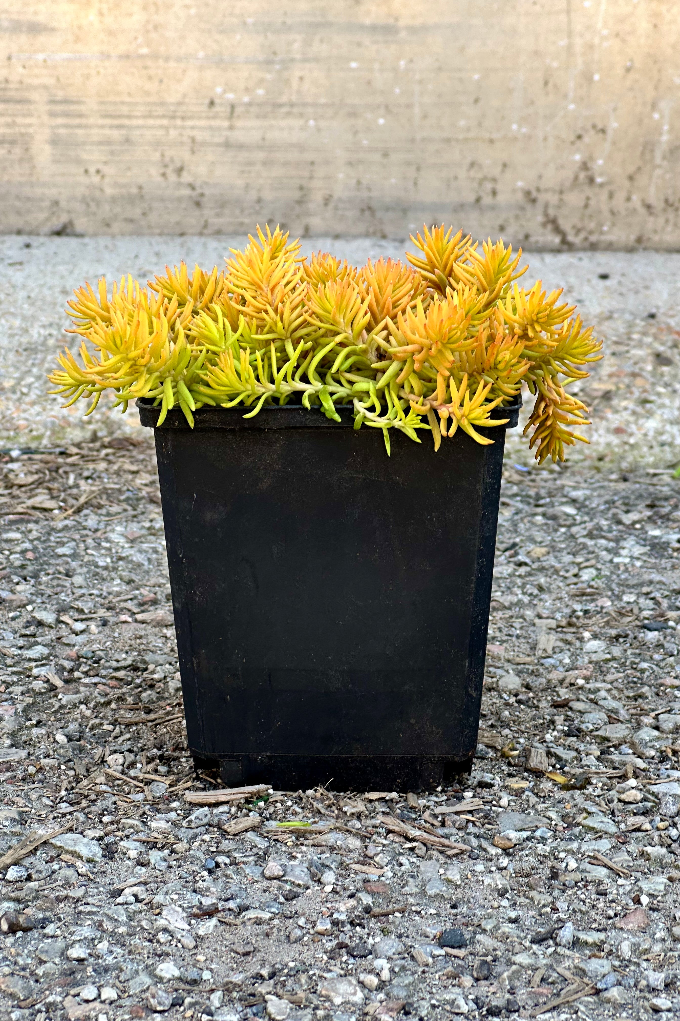 Sedum 'Angelina' in a 1qt growers pot the end of April with its deep yellow foliage against a concrete wall. 