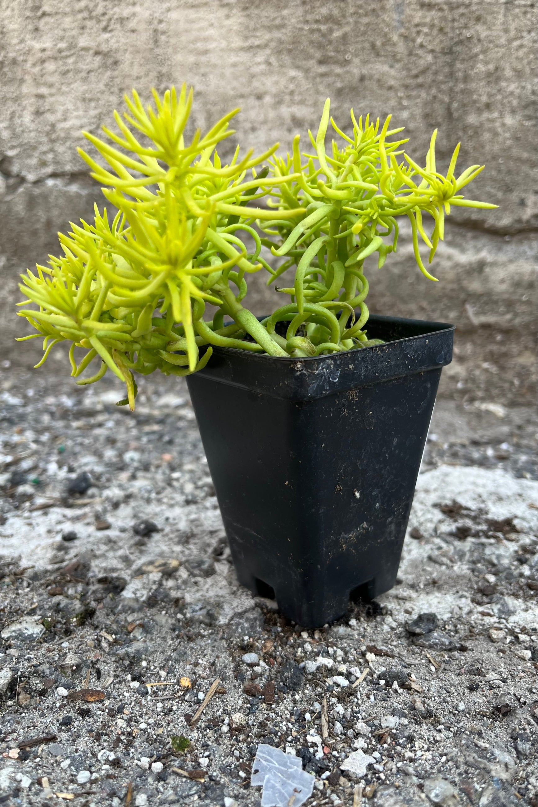 Sedum 'Angelina' in a 2.5" growers pot the middle end of June with its bright lemon green succulent foliage. green needle like foliage from above. ©Sprout Home