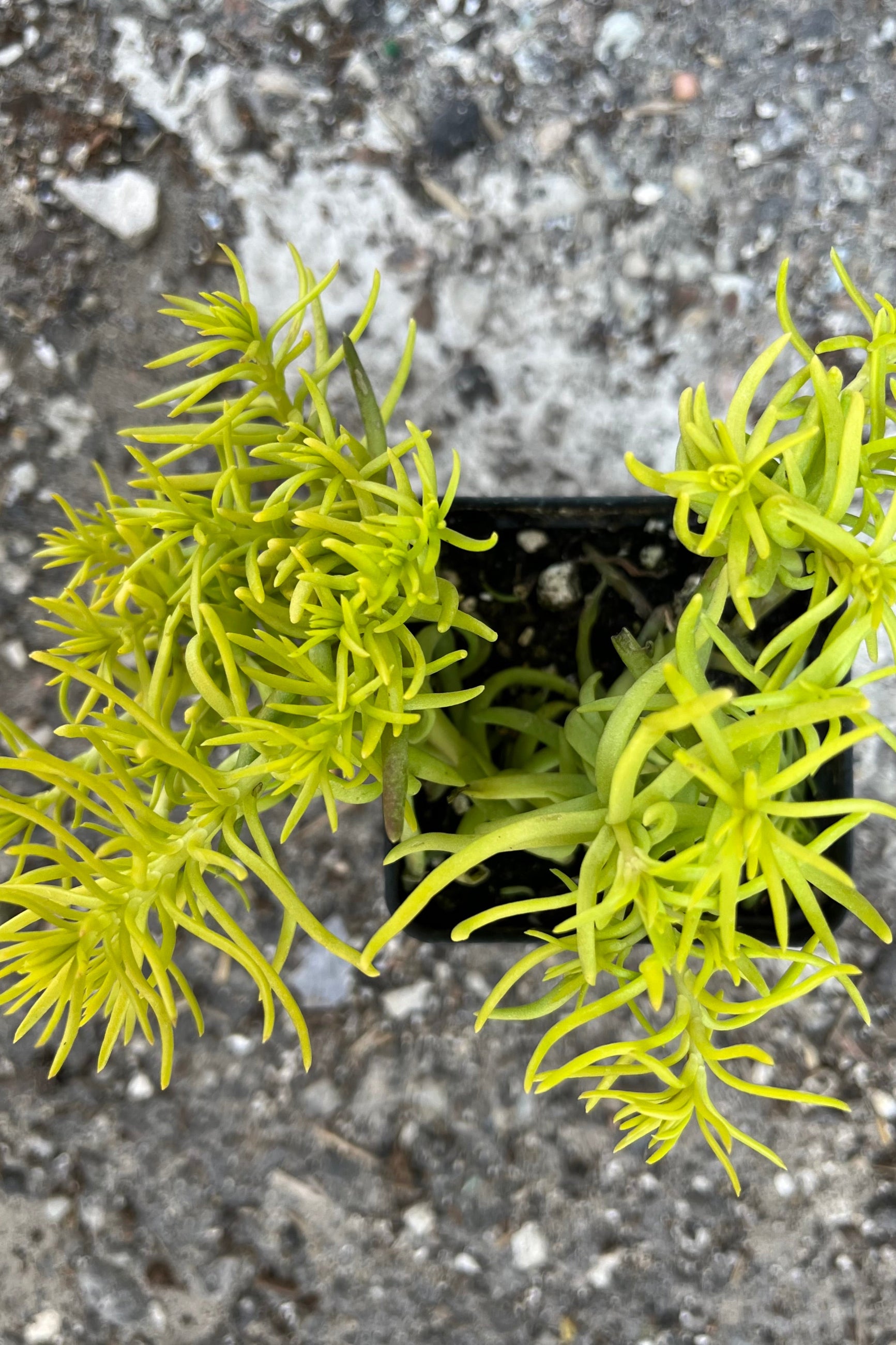 Sedum 'Angelina' showing off the yellow green needle like foliage from above. ©Sprout Home