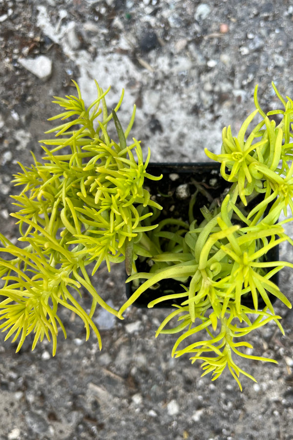 Sedum 'Angelina' showing off the yellow green needle like foliage from above. 