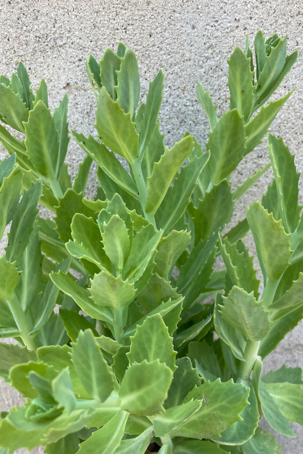 Up close picture of the thick gray green leaves of the Sedum 'Autumn Fire' in the beginning of June