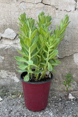 Sedum 'Autumn Fire' in a #1 growers pot the beginning of June with its thick gray green leaves. 