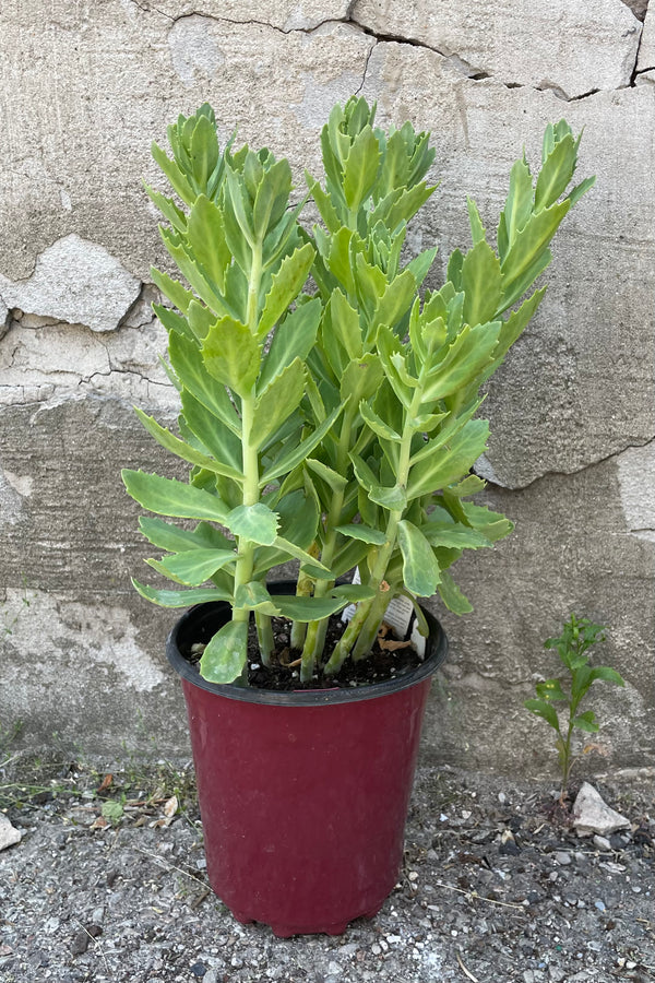 Sedum 'Autumn Fire' in a #1 growers pot the beginning of June with its thick gray green leaves. 