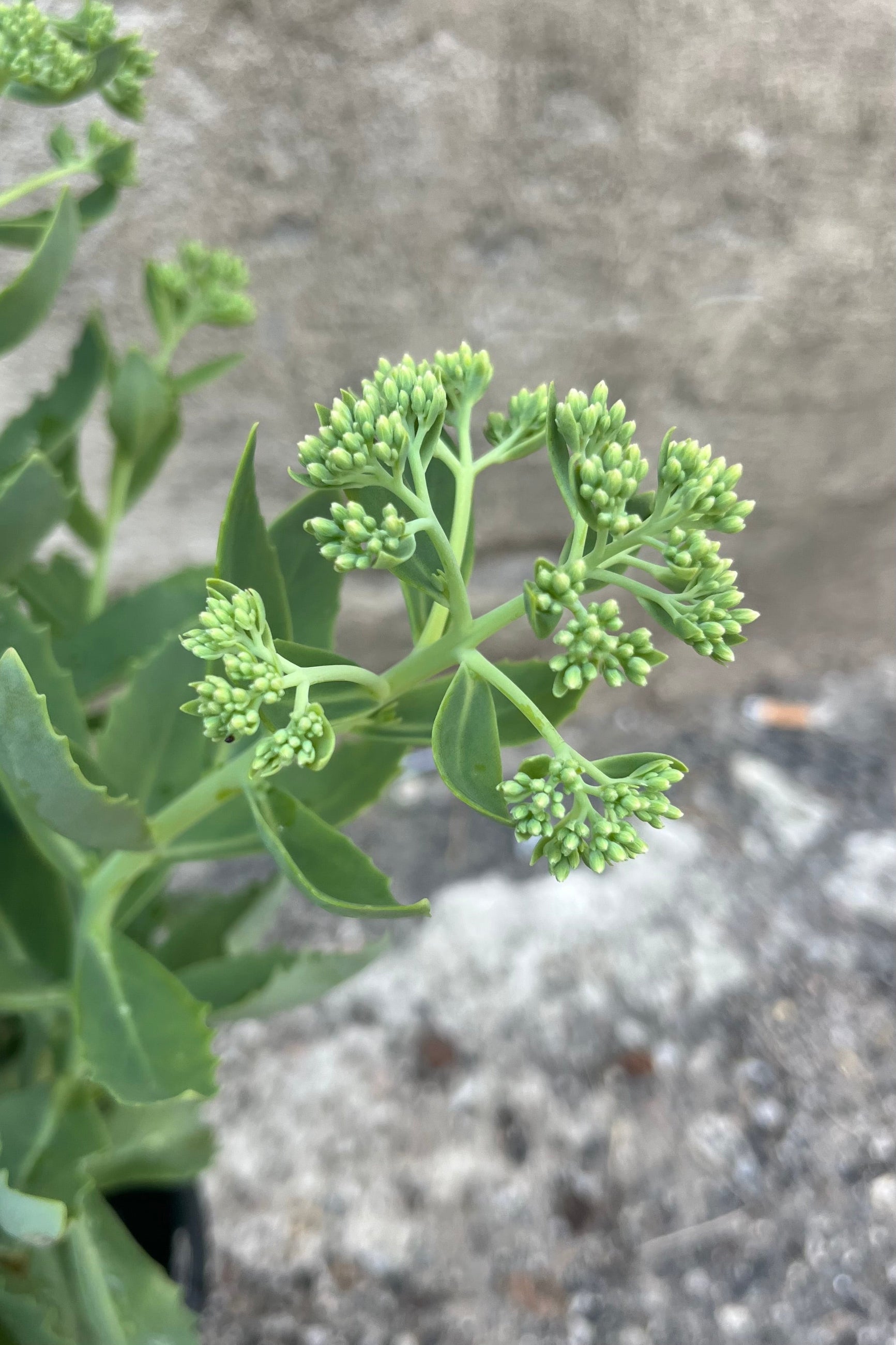 Detail image of Sedum 'Autumn Joy' in mid-summer, early August, showing large clusters of flower buds getting ready to open ©Sprout Home