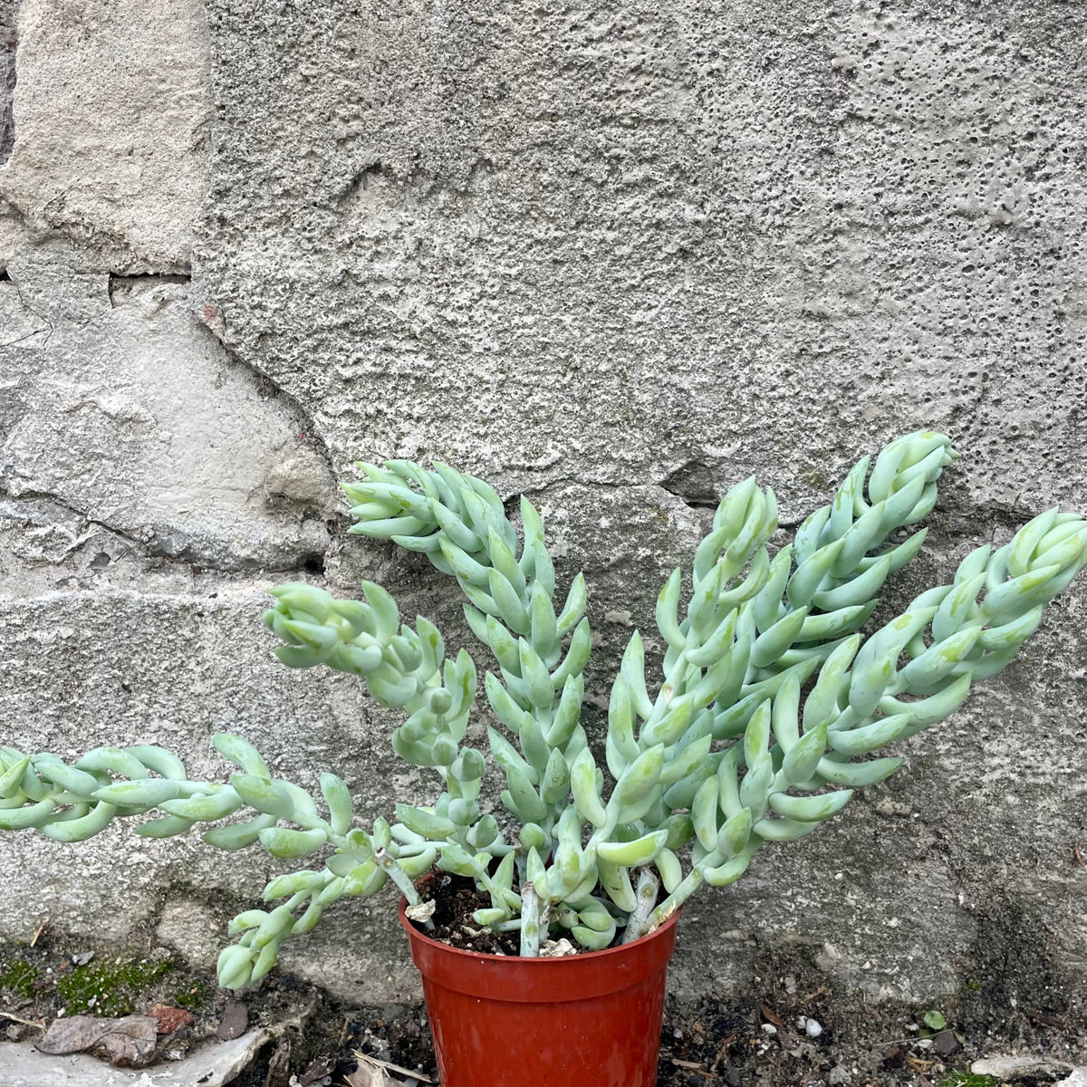 Sedum morganianum 