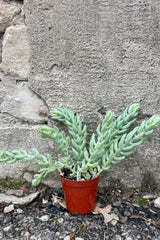 Photo of Sedum "Burrito" or "Burro Tail" succulet houseplant in an orange pot against a cement wall.