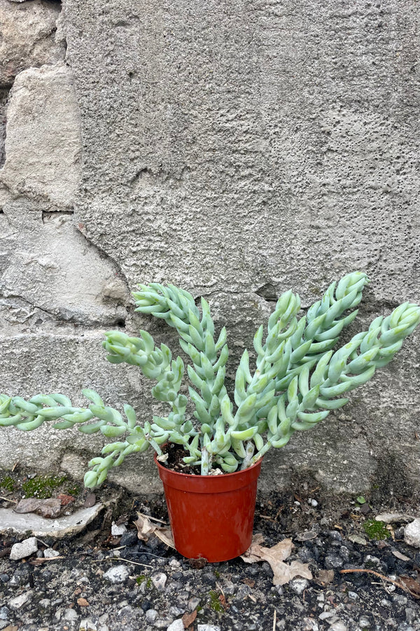 Photo of Sedum "Burrito" or "Burro Tail" succulet houseplant in an orange pot against a cement wall.