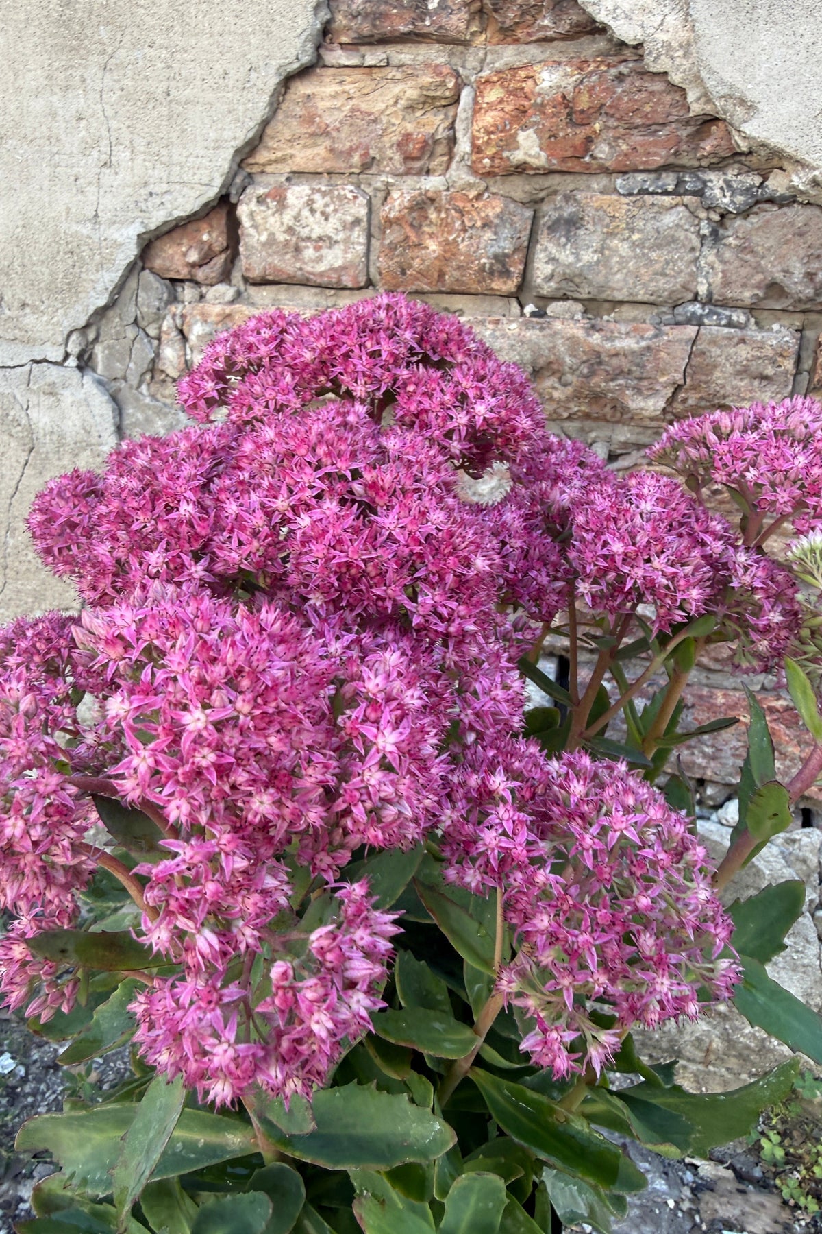 Sedum 'Carl' close up the end of August in full bloom ©Sprout Home