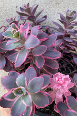 Sedum 'Dream Dazzler' up close showing the thick burgundy, fuchsia and gray green thick leaves middle of May