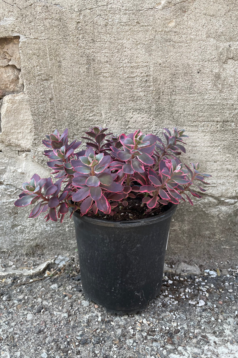 Sedum 'Dream Dazzler' in a #1 growers pot the middle of May with its variegated burgundy and gray-green foliage.