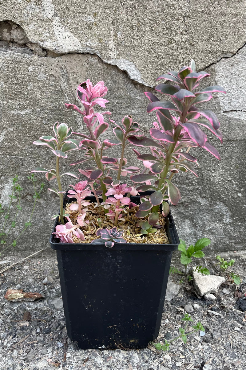 Sedum 'Dream Dazzler' the middle of May in a qt. size growers pot showing off its bright pink and magenta leaves against a concrete wall. 