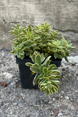 Image of Sedum kamtschaticum stonecrop in a 1qt growers pot, showing rich green variegated foliage in midsummer, early August