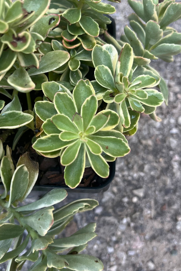 detail image of Sedum kamtschaticum stonecrop showing rich green foliage in midsummer, early August