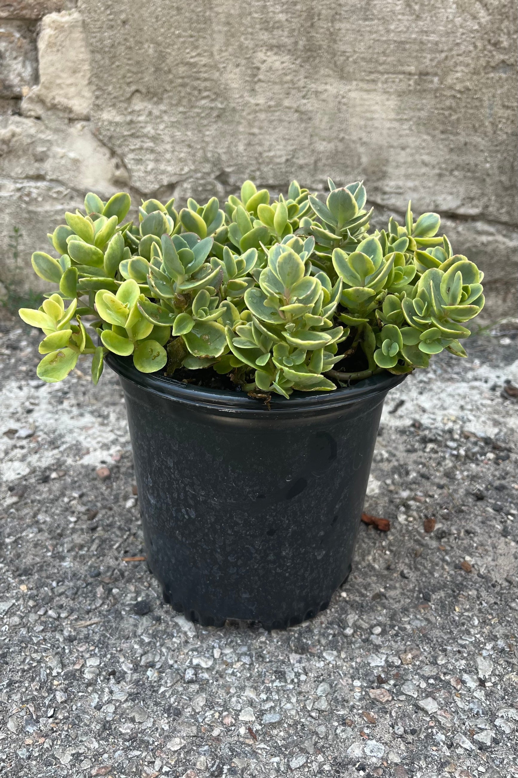 Image of Sedum 'Lime Twister' variegated stonecrop in a #1 growers pot in mid-summer, early August. Bright green foliage with yellow borders ©Sprout Home