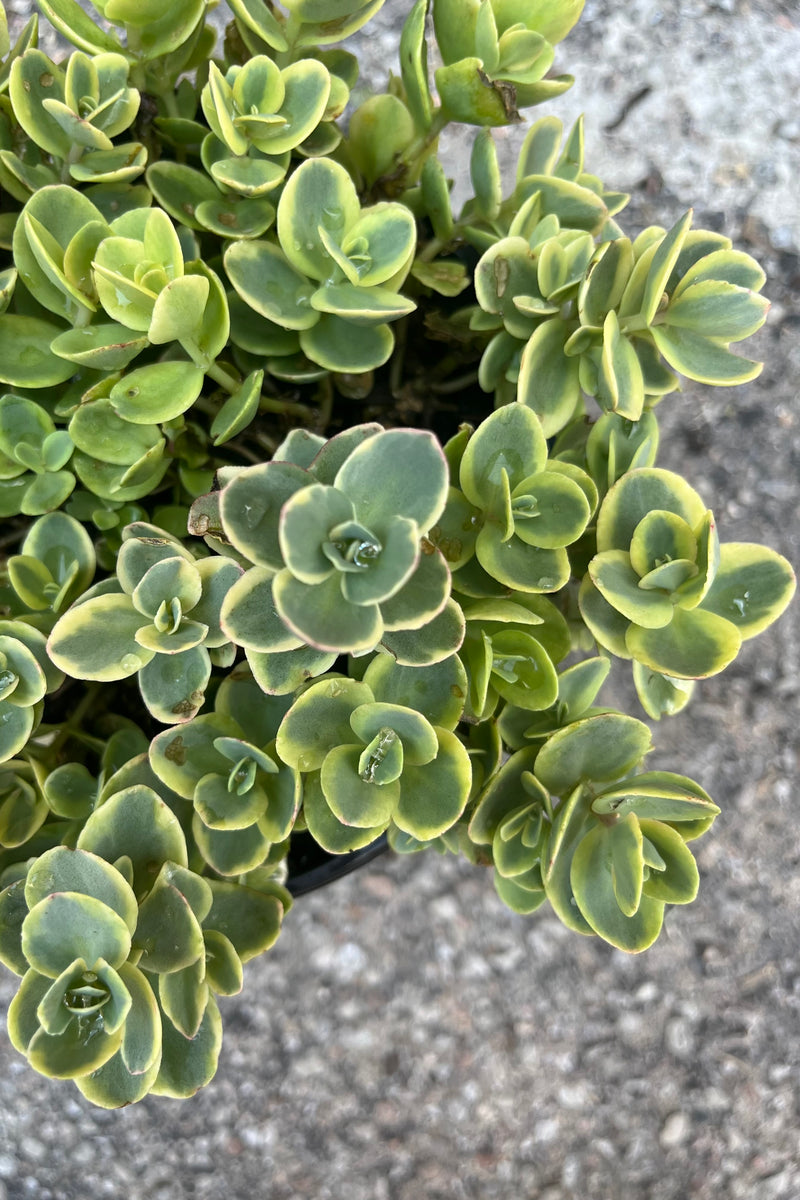 Detail image of Sedum 'Lime Twister' variegated stonecrop showing variegated bright green foliage with yellow borders