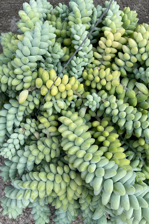 A detailed view of Sedum morganianum "Burro's Tail" 8" against concrete backdrop