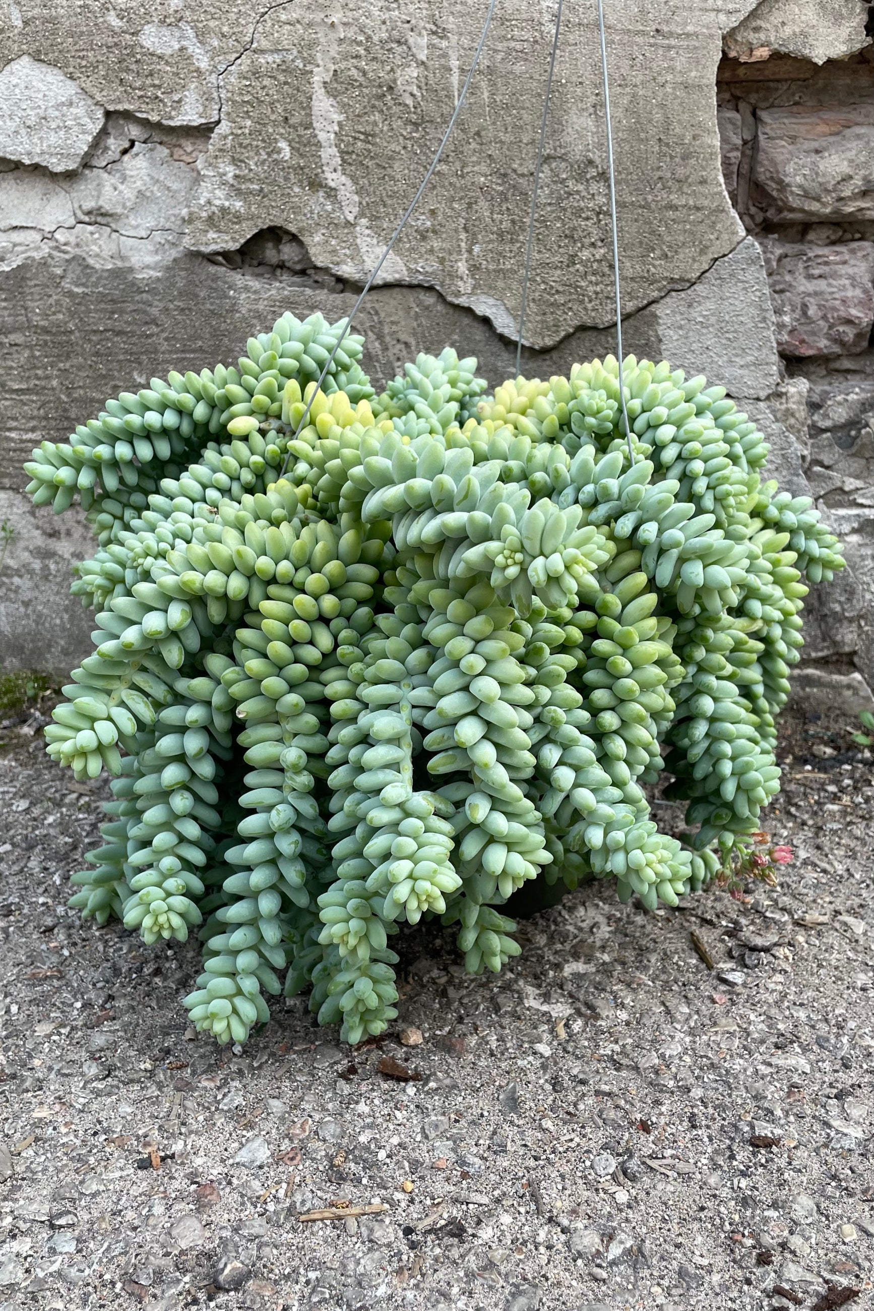 A full view of hanging Sedum morganianum "Burro's Tail" 8" against concrete backdrop ©Sprout Home