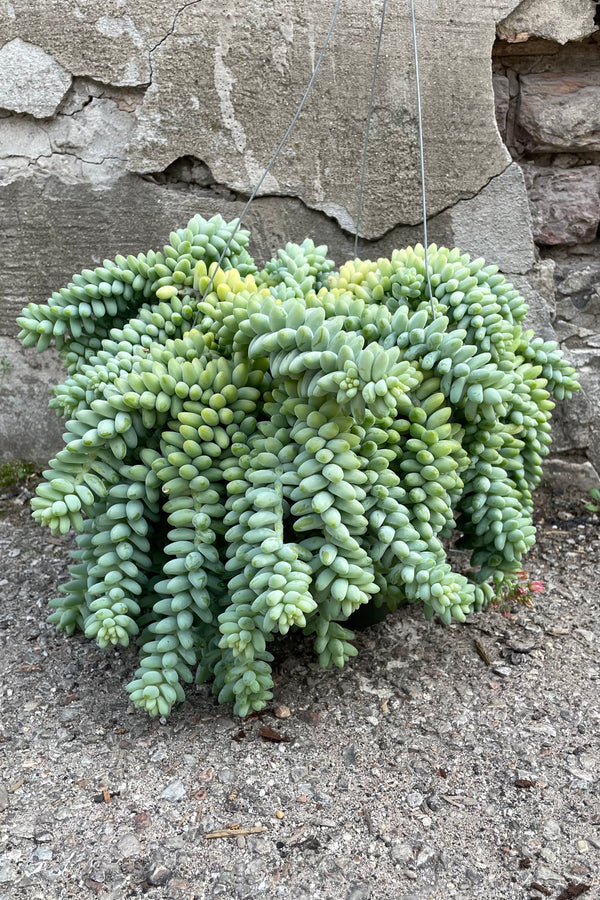 A full view of hanging Sedum morganianum "Burro's Tail" 8" against concrete backdrop