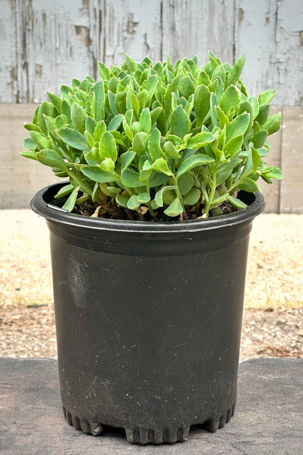 Sedum 'Munstead Dark Red' perennial the end of April with its fresh blue green spring growth. 