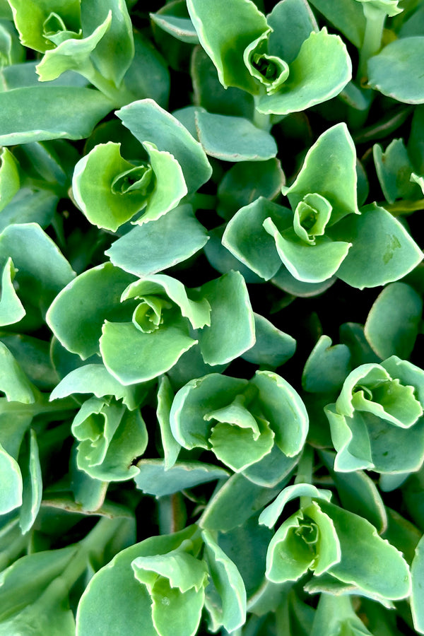 Detail looking from above down on the thick blue green leaves of the Sedum 'Munstead Dark Red' perennial the end of April.