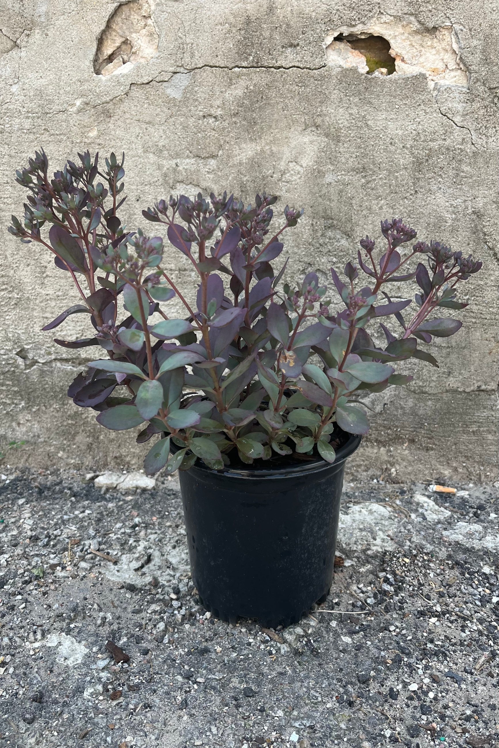 Image of Sedum 'Plum Dazzled' stonecrop in a #1 growers pot. Long stems with dark, smoky plum and sage green succulent foliage, taken in mid-summer, early August ©Sprout Home