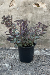 Image of Sedum 'Plum Dazzled' stonecrop in a #1 growers pot. Long stems with dark, smoky plum and sage green succulent foliage, taken in mid-summer, early August