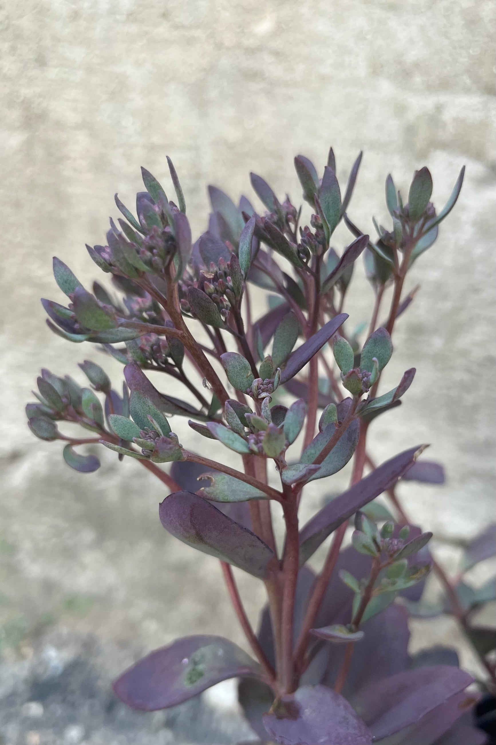 Detail image of a Sedum 'Plum Dazzled' stonecrop showing dark, smoky plum and sage green succulent foliage, flower clusters are starting to form ©Sprout Home