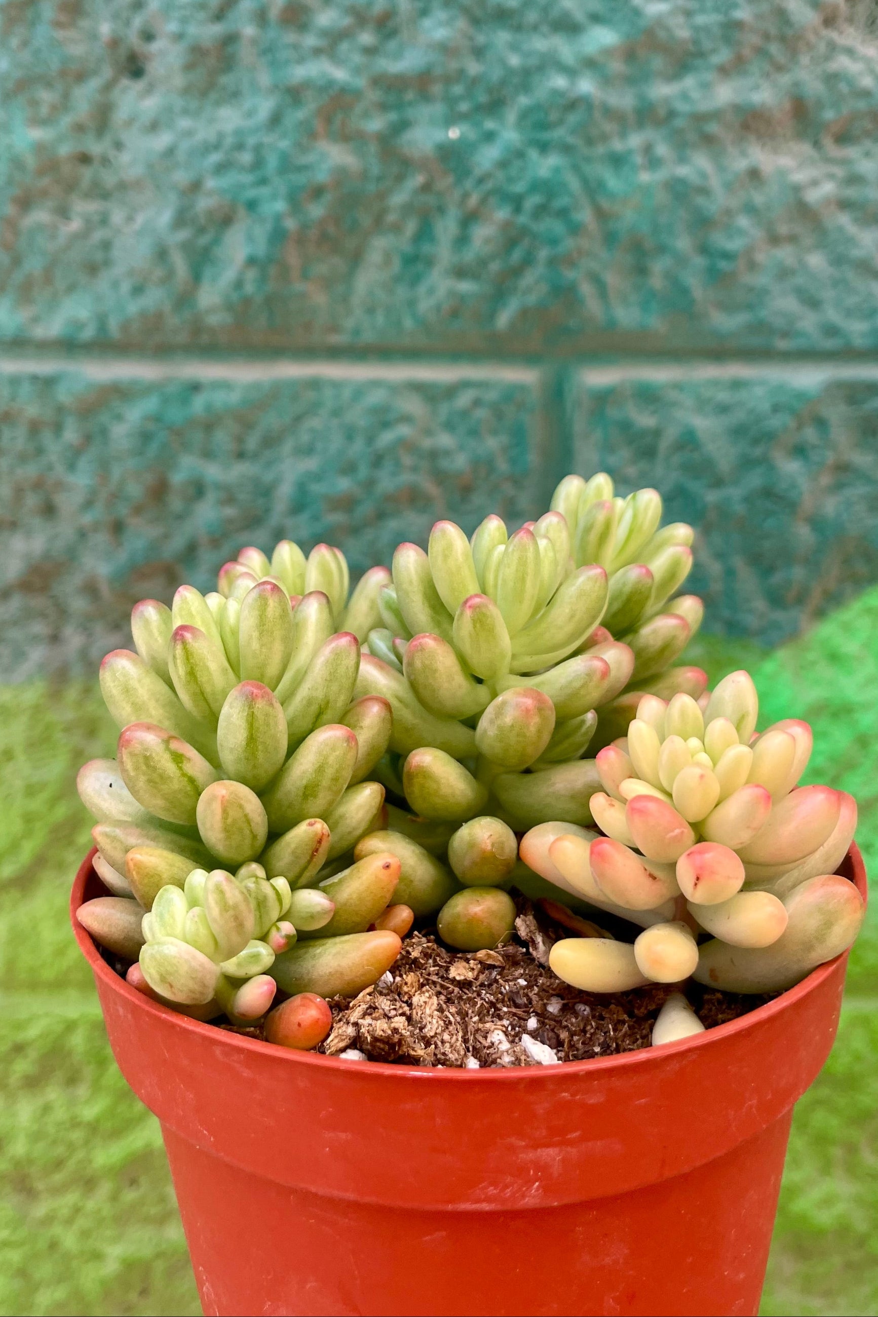 A colorful potted succulent in front of a green painted wall ©Sprout Home