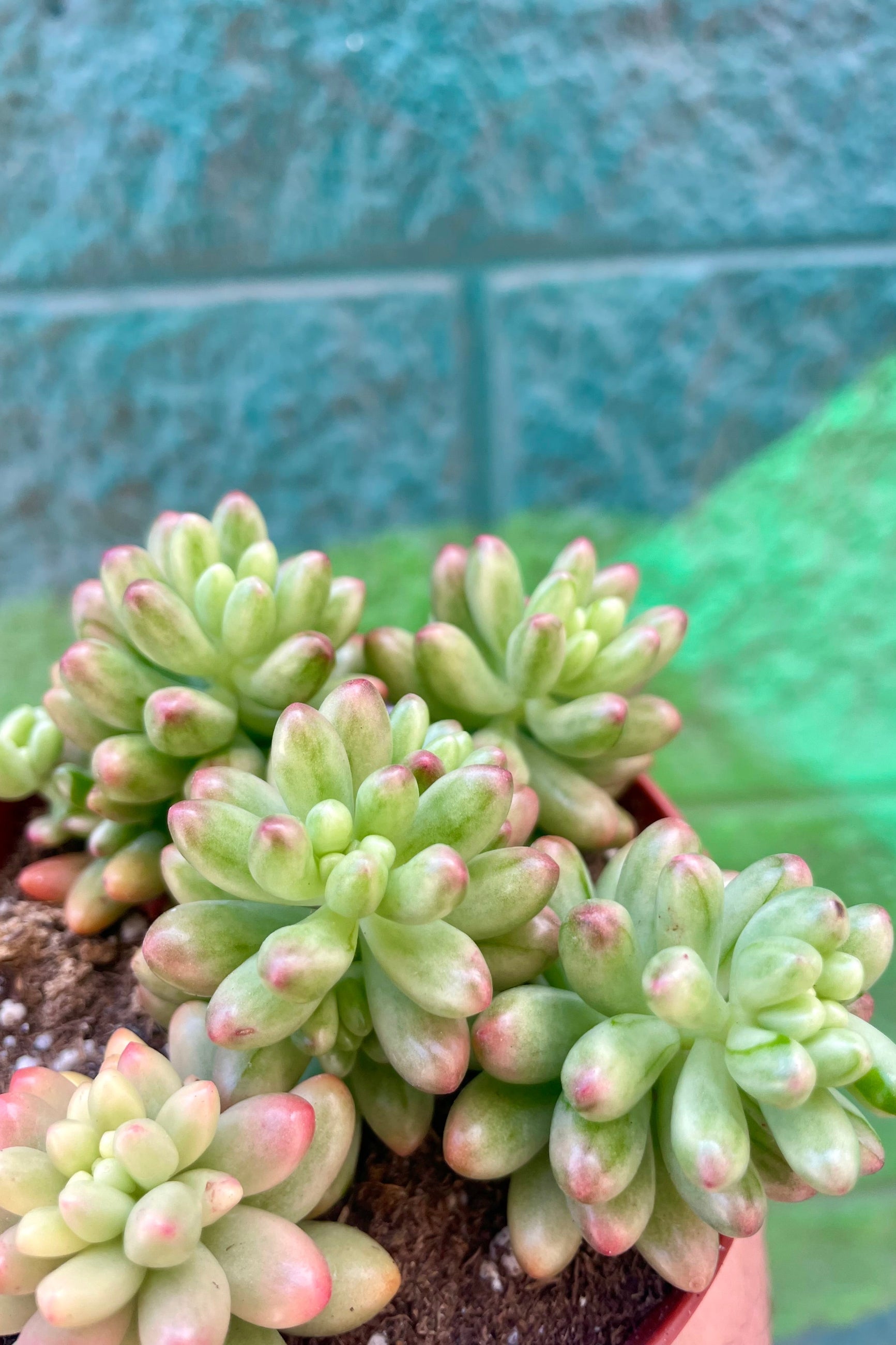 A close-up of colorful round succulent leaves ©Sprout Home