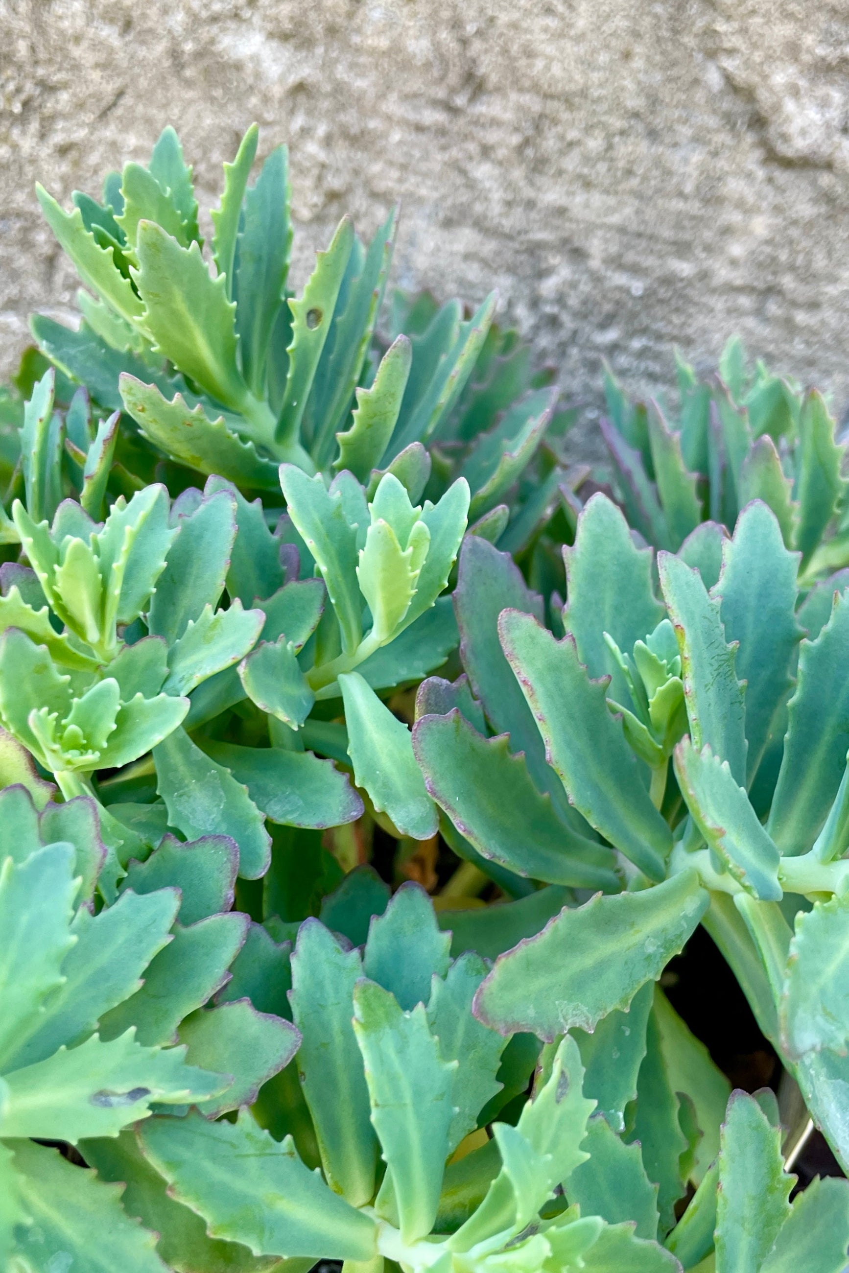 Sedum 'Rock 'n Round Pure Joy' blue green thick leaves up close the end of May ©Sprout Home