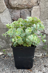 Sedum sieboldii mid May in a 1wt container with its thick blue green with pink edged leaves popping from the container. 