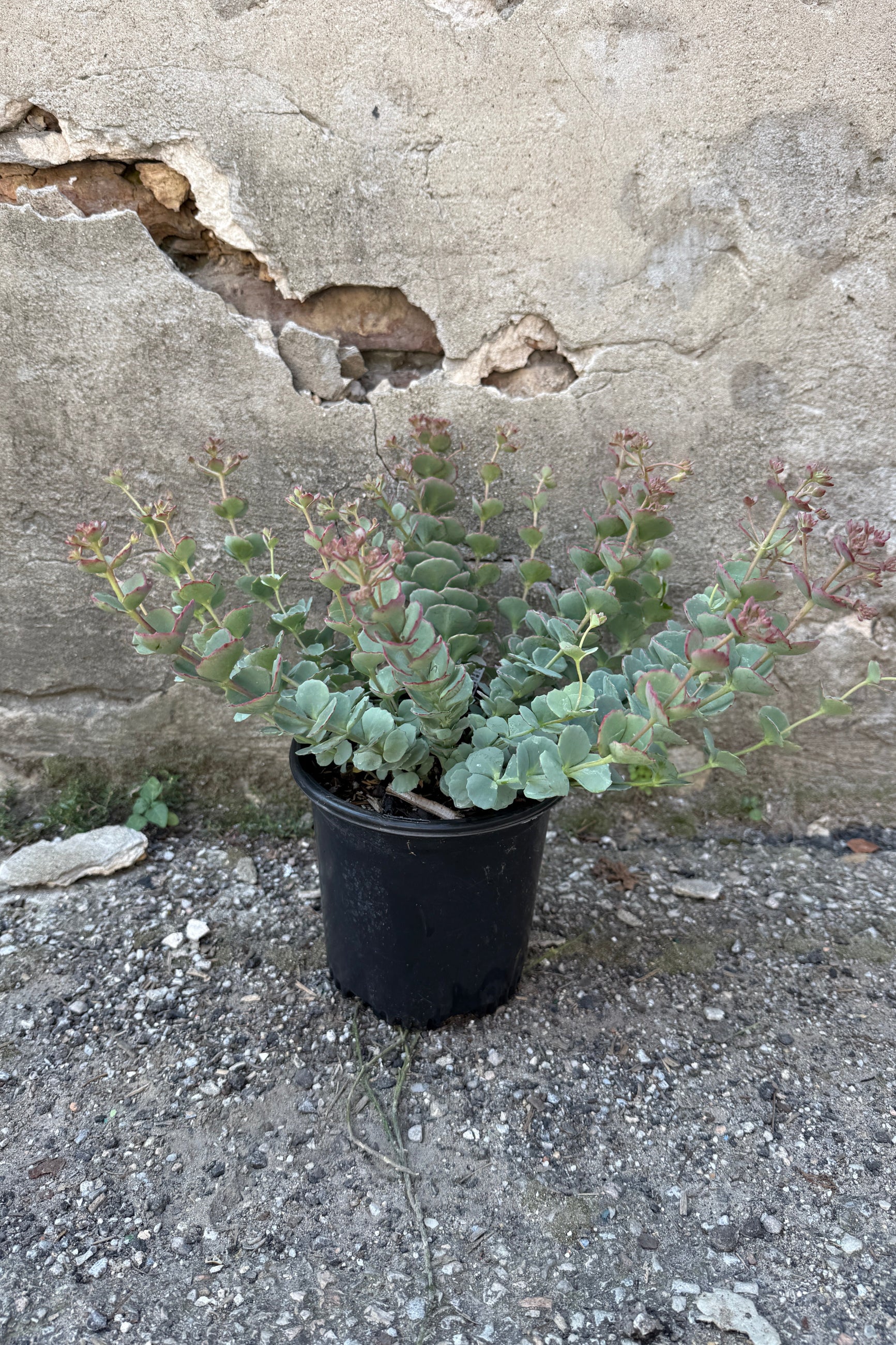 Sedum sieboldii in bud stage about to bloom with green blue leaves and red edges on a textured surface the beginning of August potted in a #1 growers pot ©Sprout Home