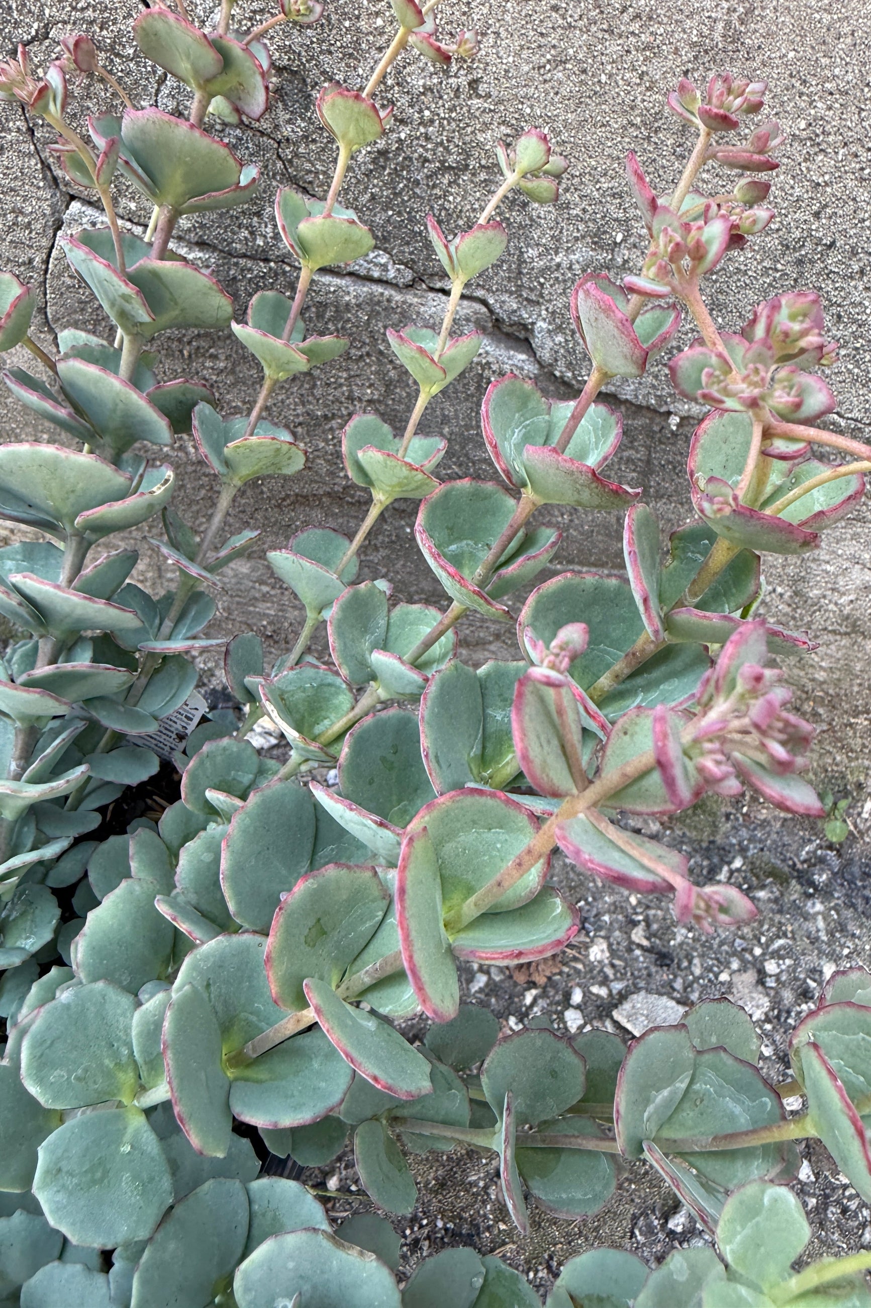 Close-up of Sedum sieboldii in bud stage about to bloom with green leaves and red edges on a textured surface the beginning of August ©Sprout Home