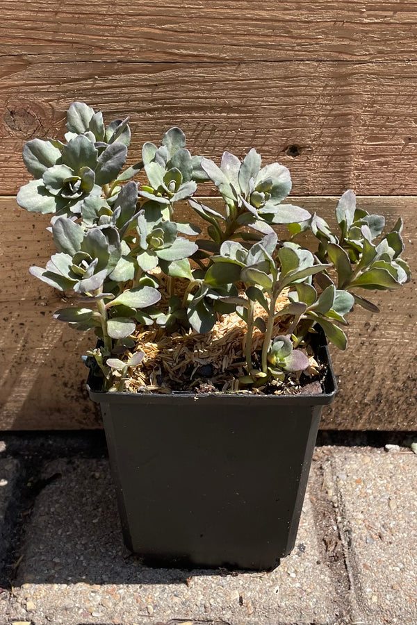 Sedum 'Dazzleberry' the end of April / beginning of May in a qt pot against a wood  wall.